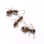 Odorous-House-Ants2