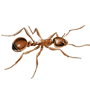 ants-1