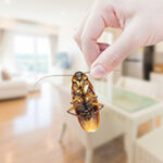 Woman's Hand holding cockroach on room in house background