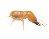 termites-150-120