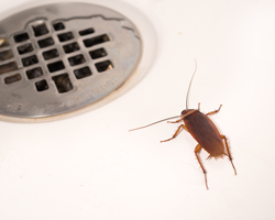 Cockroach-in-drain