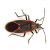 Eastern boxelder bug (Boisea trivittata) on a white background